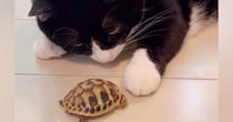 猫が新しく家族に加わった『亀』と初めて対面した結果…心温まる反応と尊すぎる『半年後の光景』が53万再生「優しい世界」「涙が出た」