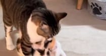 オス猫が『元気に遊んでいた子猫』を運び始めて…まさかの『尊すぎる光景』が207万再生「割とデカめなの運んできたｗ」「もうたまらん」