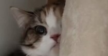 飼い主の不在中、『妹の彼氏』と対面することになった猫…可愛すぎる『まさかの行動』が95万再生「木になってるｗ」「消えていったｗ」