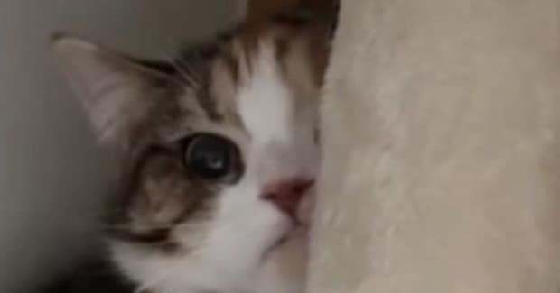 飼い主の不在中、『妹の彼氏』と対面することになった猫…可愛すぎる『まさかの行動』が95万再生「木になってるw」「消えていったw」