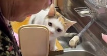 白菜の漬物を作るおばあちゃん→猫が近くで観察し始めて…『ほっこりする光景』が207万再生「大好きなんだねｗ」「真剣に見てて可愛い」