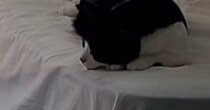 お留守番が苦手だった元野良猫→家に迎えてから5か月が経つと、ベッドの上で…心温まる光景が14万再生「なんて愛おしい」「人間みたいｗ」
