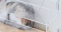 『棚の上』でくつろいでいた２匹の子猫→『床』を見ると……まさかの瞬間に「猫飼いオタクの運命」「にんげんが悪い」と２万いいねの反響