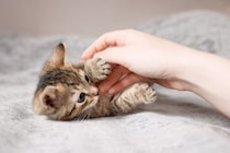 猫を『衝動飼い』すると起こりうるトラブル5つ　慎重に考えるべき理由や飼い主に必要な覚悟