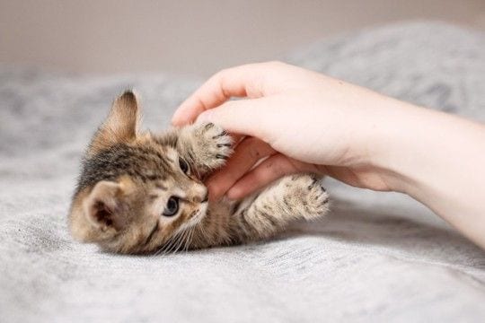 猫を『衝動飼い』すると起こりうるトラブル5つ 慎重に考えるべき理由や飼い主に必要な覚悟