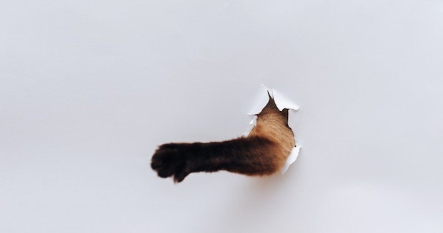 穴から出てきた猫の手