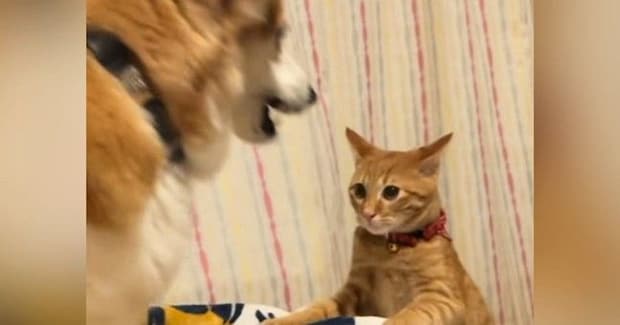 犬にちょっかいをかけた猫→ブチギれられた結果…爆笑必至の『まさかの光景』が92万再生「釘が打たれていくみたいw」「珍しいタイプw」