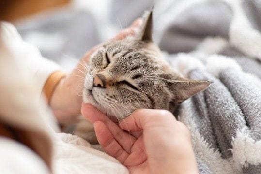 猫があなたに『体を預けたがる』ときの理由4選　信頼されている証？考えられる心理とは