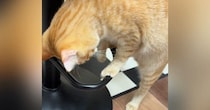 輪っかの部分を掴んだ茶トラ猫…ぐるんと一回転する『まさかの光景』が737万再生「表情が面白さを物語ってるｗ」「賢すぎるしかわいいｗ」