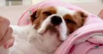 爪やすりをかけてもらい『気持ちよさそうな表情の犬』→すぐ隣には……笑ってしまう光景に２万いいね「めちゃめちゃ見てるｗ」「ガン見だねｗ」