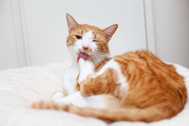 クッションの上で毛繕いする猫