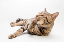 猫が『自分の体を舐め続ける』ときに考えられる原因3つ　病気やストレスの可能性から適切な対処法まで