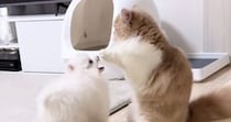 遊びに誘ってきた『弟分の犬』に……猫がとった『まさかの行動』が可愛すぎると100万再生「ホレホレホレって感じｗ」「ずっと見ていられる」