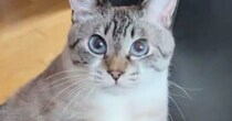 雨が続いていた日、『椅子に座る猫』を見ると…やる気の無さそうな『しっぽの動き』に３万いいね「かわいいｗ」「めっちゃ癒された」