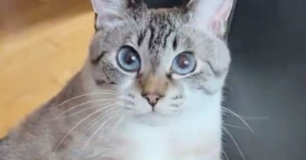 雨が続いていた日、『椅子に座る猫』を見ると…やる気の無さそうな『しっぽの動き』に３万いいね「かわいいｗ」「めっちゃ癒された」