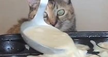 『たこ焼き』を作っていると、近くで『猫』が…監督をしているかのような『微笑ましい光景』に「かわええｗ」「表情が良すぎる」と27万表示