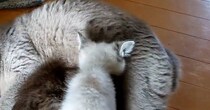 『授乳しているママ猫』と思いきや……『まさかの状況』に胸が熱くなると３万いいね「なんか涙でちゃう」「なんて優しいの」と話題に