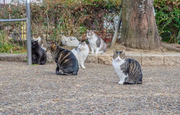 猫たちの集会