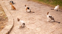 『猫たちの集会』にまつわるヒミツ3つ　なぜ集まってくるの？考えられる目的とは