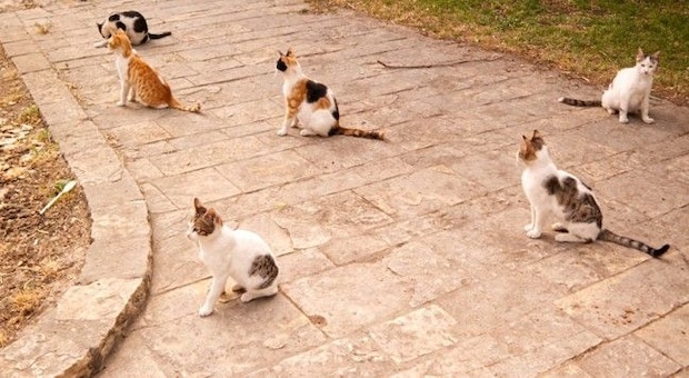 『猫たちの集会』にまつわるヒミツ3つ　なぜ集まってくるの？考えられる目的とは