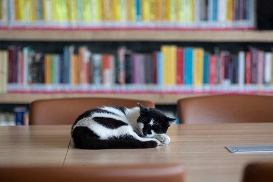 本が大好きニャン！　熱心に「図書館通い」を続けた猫たち　英国
