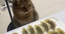 餃子を作り始めると、ネコが近くの椅子に座って…じっと見守る『可愛すぎる様子』に「仕事しているフリが上手いｗ」「表情がかわいいｗ」と反響