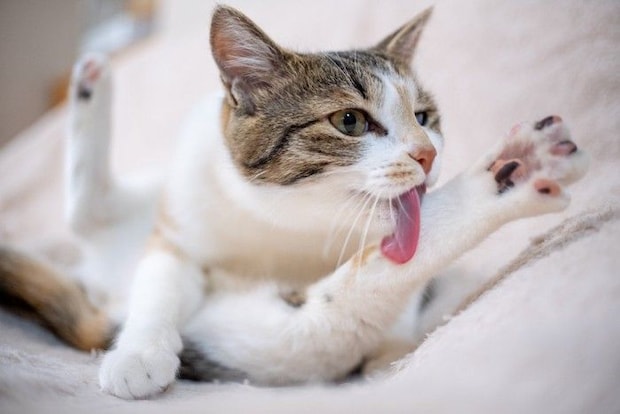 大胆な姿勢でグルーミングしている猫