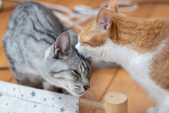 猫が『グルーミング』を欠かさない理由4選　意外な役割やさまざまなメリットを解説
