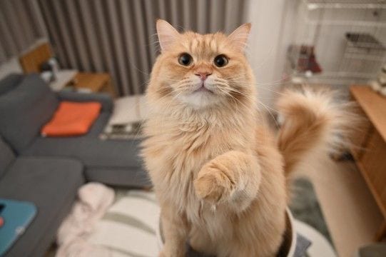 猫が反応せずにはいられない『魔法の言葉』5つ　好きな言葉だけではない？注意したい使い方まで