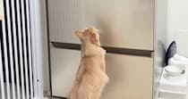 冷蔵庫を一人用からファミリー用に買い替え→猫が見ていると思ったら…予想外の『驚きの行動』が18万再生「身体能力すごっ」「カッコイイ」