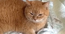 赤ちゃんの寝床を気に入った猫→隙あらばくつろぎ始めて…『可愛すぎる光景』に癒される人が続出「でっかい赤ちゃん」「匂いが好きなのかな」