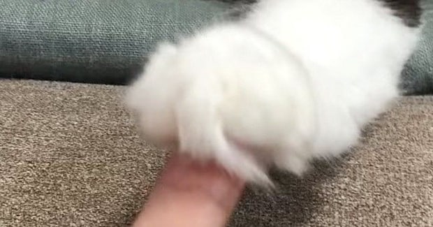 人差し指で『猫のおてて』を触っていると→表情が変化して…微笑ましい光景に癒される人が続出「何回も見てしまった」「安心したのかな」