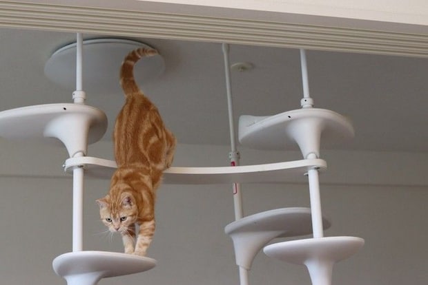 キャットタワーから下りる猫
