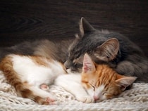 猫たちは『血のつながり』を理解できているの？　親兄弟との関係にまつわる知識や意外な事実を解説