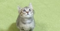 高いところにある飼い主の手を見つめる子猫→ジャンプすると…ほっこりする光景が31万再生「朝から癒されたｗ」「何回も見ちゃったｗ」
