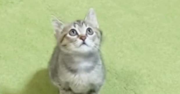 高いところにある飼い主の手を見つめる子猫→ジャンプすると…ほっこりする光景が31万再生「朝から癒されたｗ」「何回も見ちゃったｗ」