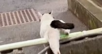 外で生活していた『ひとりぼっちの猫』が保護された結果→半年が経つと…感動のエピソードが45万再生「涙が出てきた」「顔つきが変わったね」