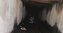 排水溝の奥で『鳴いていた子猫』を救出→約７年後…胸が熱くなる『現在の光景』に反響「愛しすぎて泣ける」「立派なボスになったね」