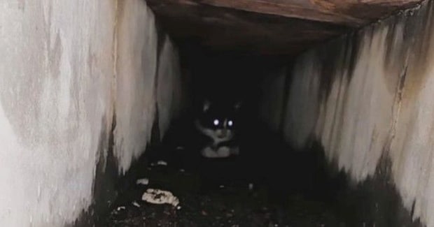 排水溝の奥で『鳴いていた子猫』を救出→約７年後…胸が熱くなる『現在の光景』に反響「愛しすぎて泣ける」「立派なボスになったね」