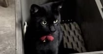 箱の中に入る『ぬいぐるみのように可愛い黒猫』→近づいてみると…尊い光景が58万再生「可愛すぎてよだれ出た」「アニメに出てきそう」