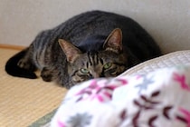 猫が『問題行動』をしてしまう原因3選　放置すべきでない理由や正しい対処法を解説