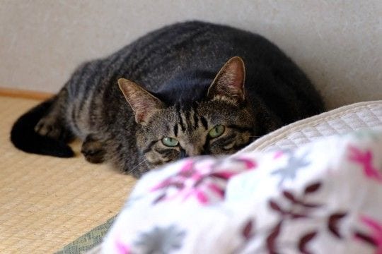 猫が『問題行動』をしてしまう原因3選　放置すべきでない理由や正しい対処法を解説