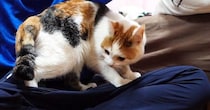 遊びに来た友人に近づいた三毛猫→膝の上に乗ると…思わず嫉妬してしまう光景が13万再生「恋なのかしらｗ」「幸せそうで良かった」