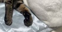 仲良くくつろぐ『2匹の猫』を見たら→1匹の『頭』が……衝撃の瞬間に「一瞬ビックリするやつｗ」「二度見してしまったｗ」と22万再生