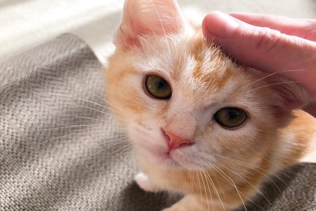 頭を撫でてもらう子猫