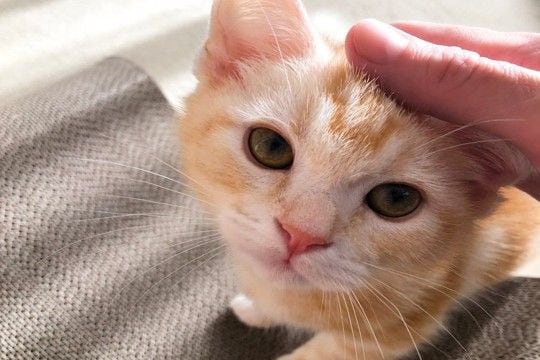 猫とする『スキンシップ前』に確認すべきこと3つ　するとしないとでは大違い？避けるべき行為まで