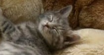 15年前、『公園で保護された子猫』を家族に迎えたら…大きく見た目が変化した『現在の光景』に反響「ずっと可愛い」「愛おしさ増してる」
