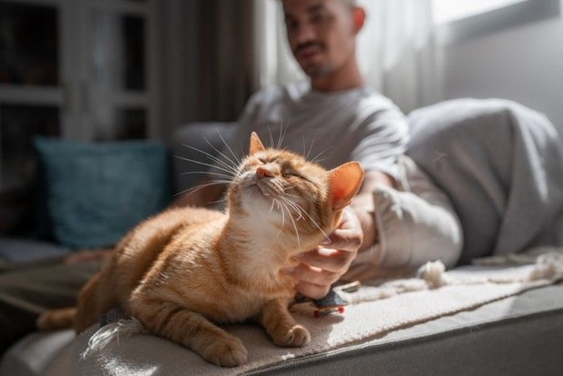 男性に撫でられる猫
