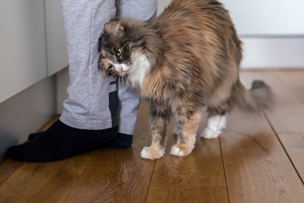 足元にすり寄る猫