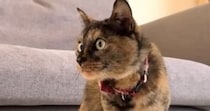 猫がいる家に『虫』が入ってきた結果…笑ってしまう『日常の様子』が11万再生「平和でほっこりした」「まんまるお目目が可愛すぎ」